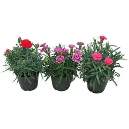 Ipercoop GAROFANO offerta