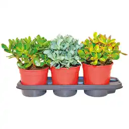 Ipercoop CRASSULA GRANDE offerta