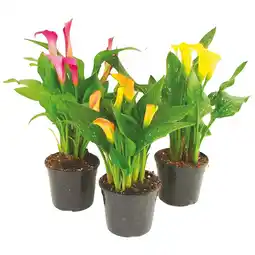 Ipercoop CALLA COLORATA offerta