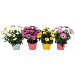 Ipercoop DIMORFOTECA offerta