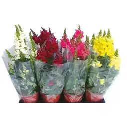 Ipercoop BOCCA DI LEONE offerta