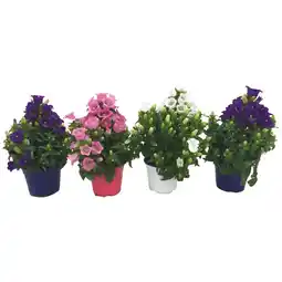 Ipercoop CAMPANULA MARY MEE offerta