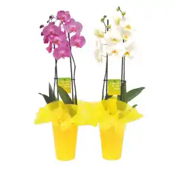 Ipercoop ORCHIDEA offerta