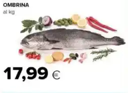 Tigre Ombrina offerta