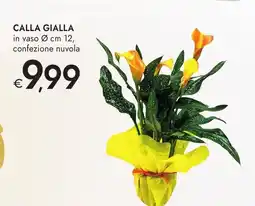 Bennet Calla gialla offerta