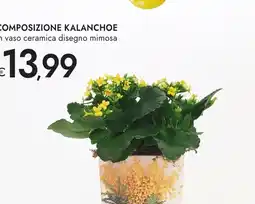 Bennet Composizione kalanchoe offerta