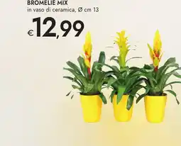 Bennet Bromelie mix offerta
