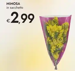 Bennet Mimosa offerta