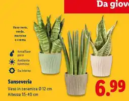 Lidl Sanseveria offerta