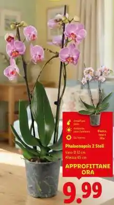 Lidl Phalaenopsis 2 steli offerta