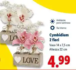 Lidl Cymbidium 2 fiori offerta