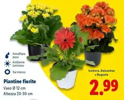 Lidl Piantine fiorite offerta