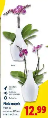 Lidl Phalaenopsis offerta