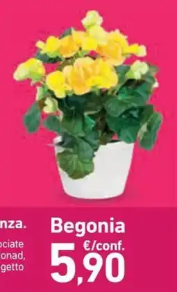 Conad Begonia offerta
