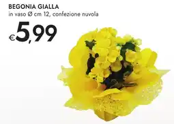 Bennet Begonia gialla offerta