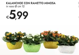 Bennet Kalanchoe con rametto mimosa offerta