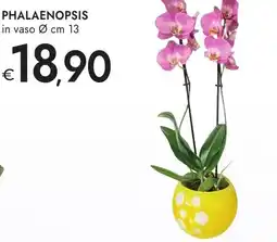 Bennet Phalaenopsis offerta
