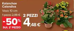 Carrefour Market Kalanchoe Calandiva offerta