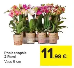 Carrefour Phalaenopsis 2 Rami offerta