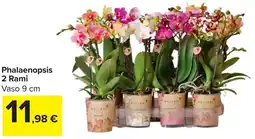 Carrefour Market Phalaenopsis 2 Rami offerta