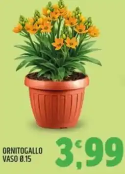 Ard Discount Ornitogallo vaso 0.15 offerta