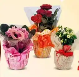 Supermercati Dok Mix fiorito in vaso offerta