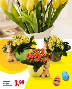 Lidl Coniglietto di Pasqua con Kalanchoe offerta