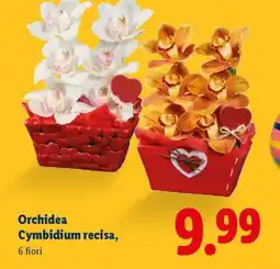 Lidl Orchidea Cymbidium recisa offerta