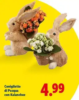 Lidl Coniglietto di Pasqua con Kalanchoe offerta