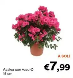 Unes Azalea con vaso Ø 15 cm offerta