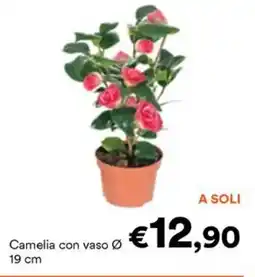 Unes Camelia con vaso ø 19 cm offerta