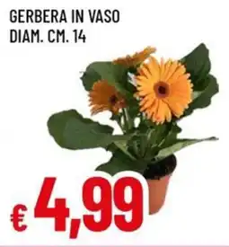 Famila Superstore Gerbera in vaso diam. cm. 14 offerta