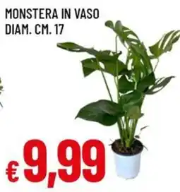 Famila Superstore Monstera in vaso diam. cm. 17 offerta
