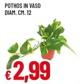 Famila Superstore Pothos in vaso diam. cm. 12 offerta