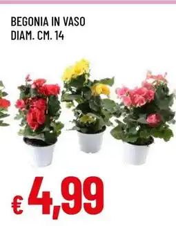 Famila BEGONIA IN VASO offerta