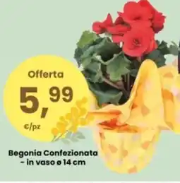 Eurospar Begonia Confezionata offerta