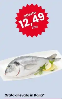 Eurospar Orata allevata in Italia offerta