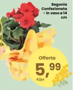 Despar Begonia Confezionata offerta
