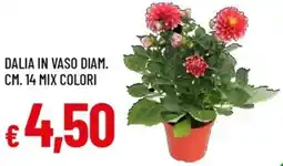 Galassia Dalia in vaso diam. cm. 14 mix colori offerta
