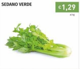 Prezzemolo e Vitale Sedano Verde offerta