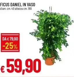 Galassia Ficus daniel in vaso offerta