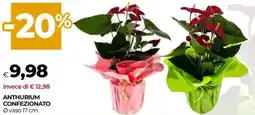 Unicoop Anthurium confezionato offerta