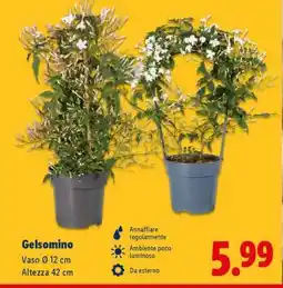 Lidl Gelsomino offerta