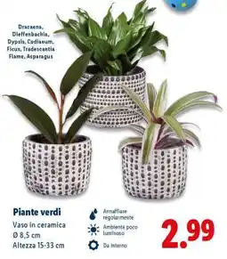 Lidl Piante verdi offerta