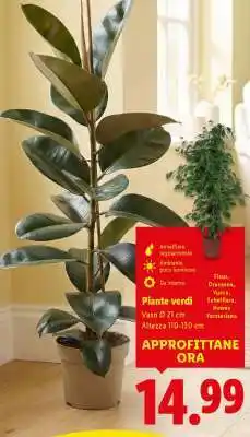 Lidl Piante verdi offerta