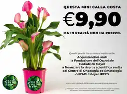 Unicoop Questa mini calla costa offerta