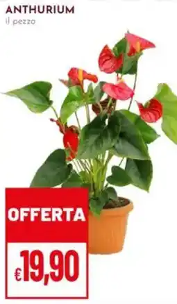 Pan Anthurium offerta