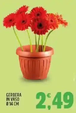 Ard Discount Gerbera in vaso ø14 cm offerta