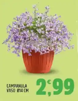 Ard Discount Campanula vaso ø14 cm offerta