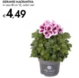 Bennet Geranio macrantha offerta